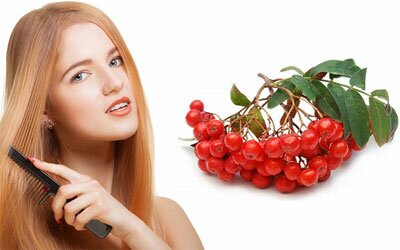 Красная рябина - польза и применение для волос