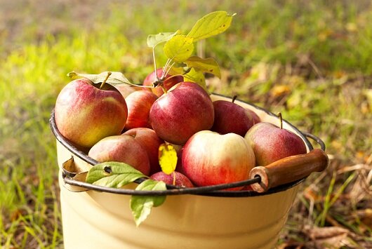 яблочный уксус рецепт приготовления в домашних условиях